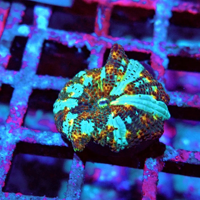 Discosoma Premium Grade