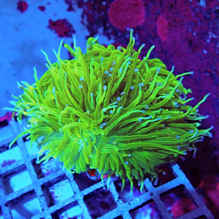 Euphyllia Cotton Blue Tips Torch (Colony)