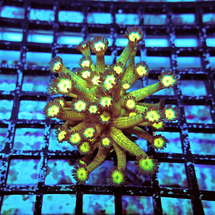 Goniopora Yellow Super Ultra Long Polyps