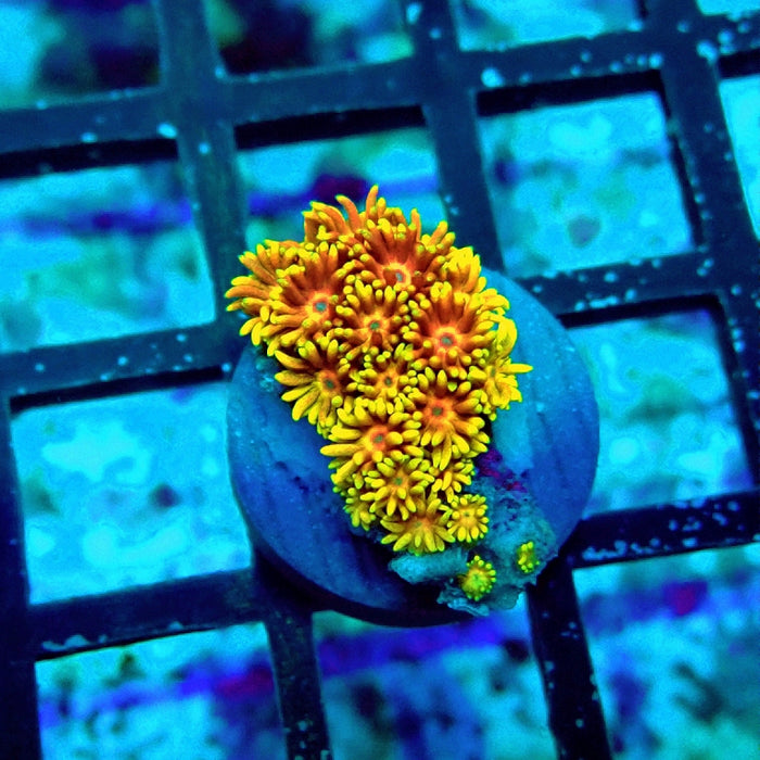 Goniopora Orange Premium