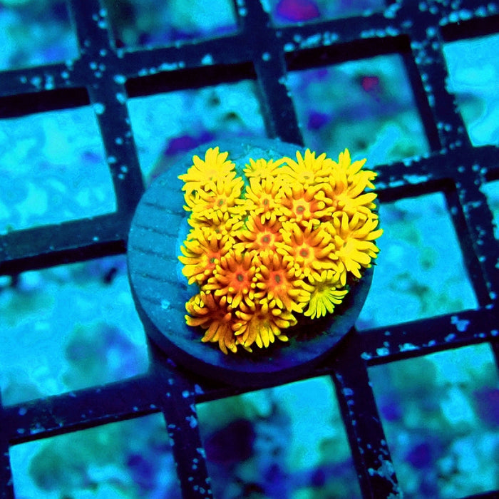 Goniopora Orange Premium