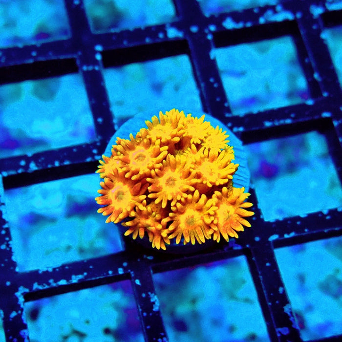 Goniopora Orange Premium