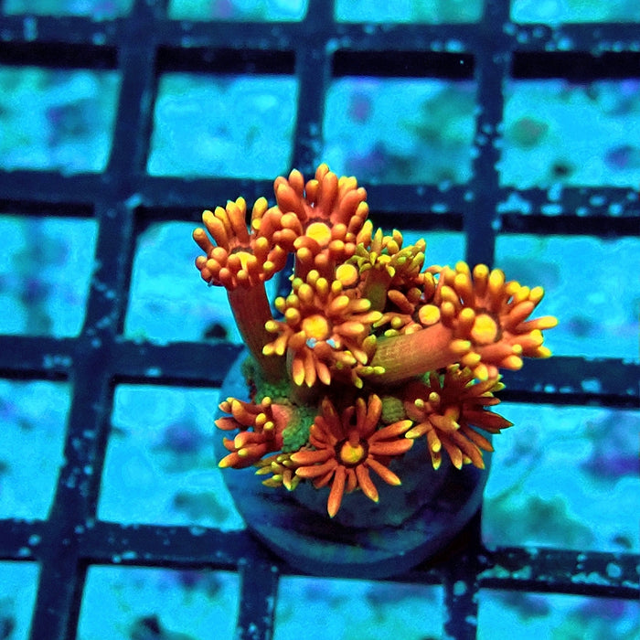 Goniopora Rainbow Premium