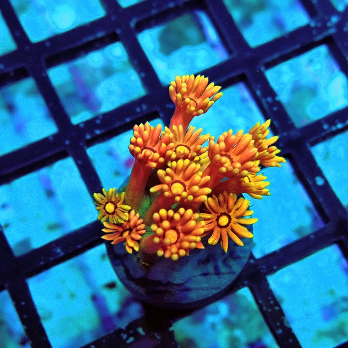 Goniopora Rainbow Premium