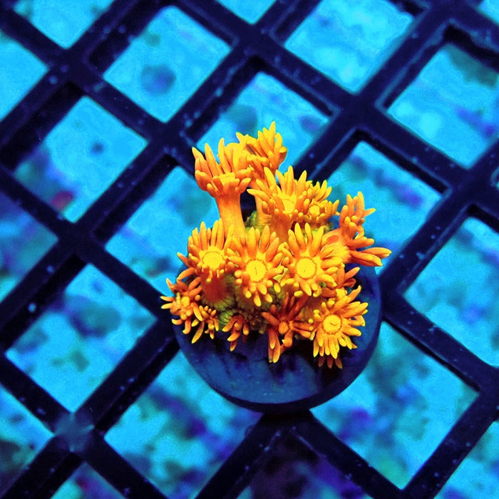 Goniopora Orange Green Base Premium
