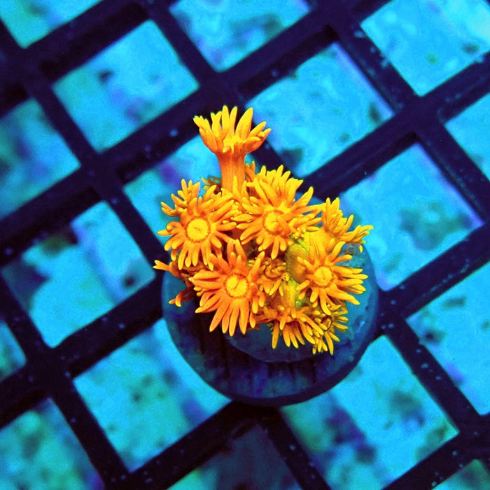 Goniopora Orange Green Base Premium