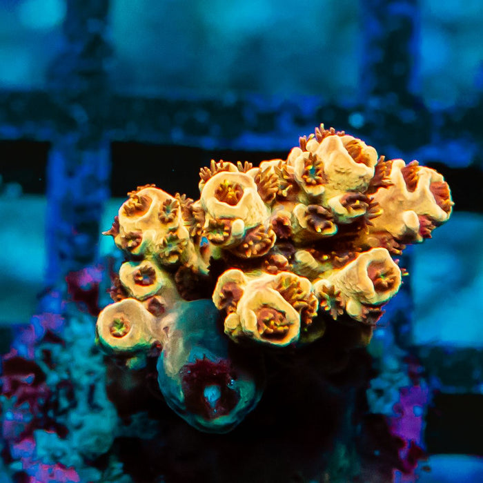 62 Acro Frag