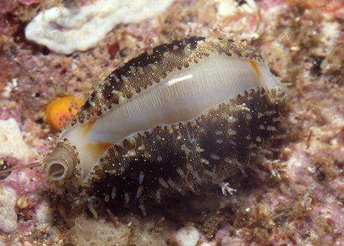 Gold Ring Cowrie (Cypraea Annulus)