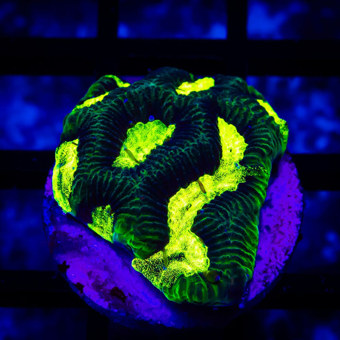 Bright Green Contrast Platygyra
