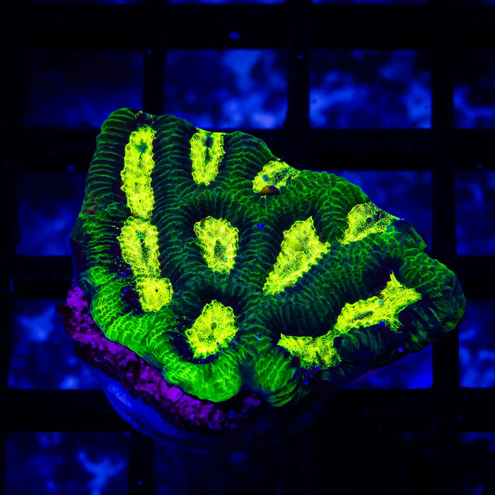 Bright Green Contrast Platygyra