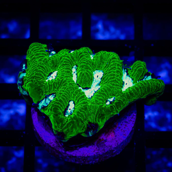 Bright Contrast Platygyra