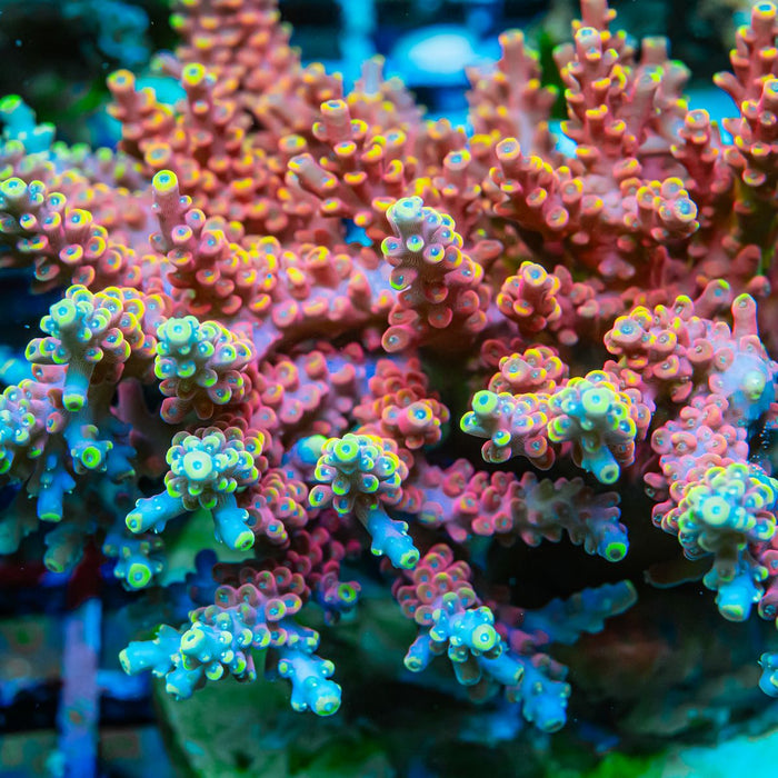 REx Rainbow Frodo Acro