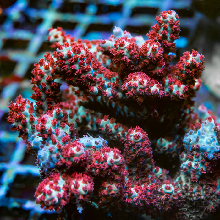 REx Red Dawn Acro