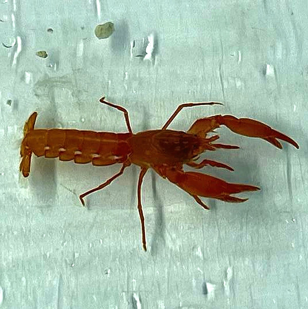 Golden Shrimp