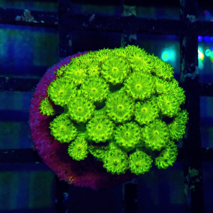 Goniopora Neon Green 0155