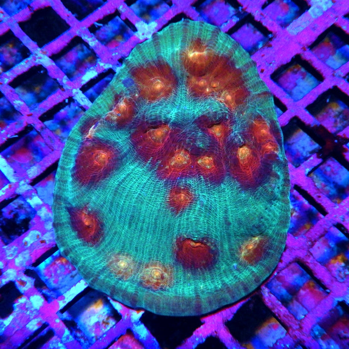 Dream Chalice Colony