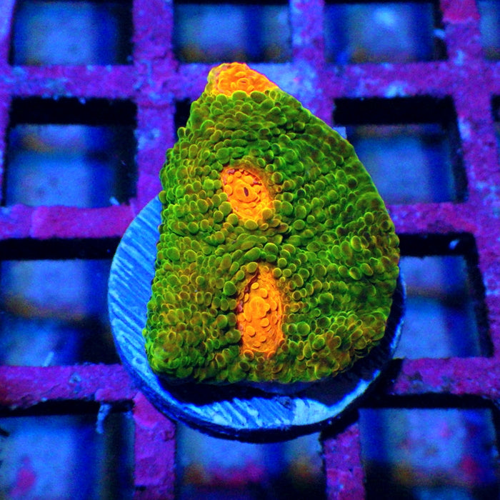 Mummy Eye Chalice Frag