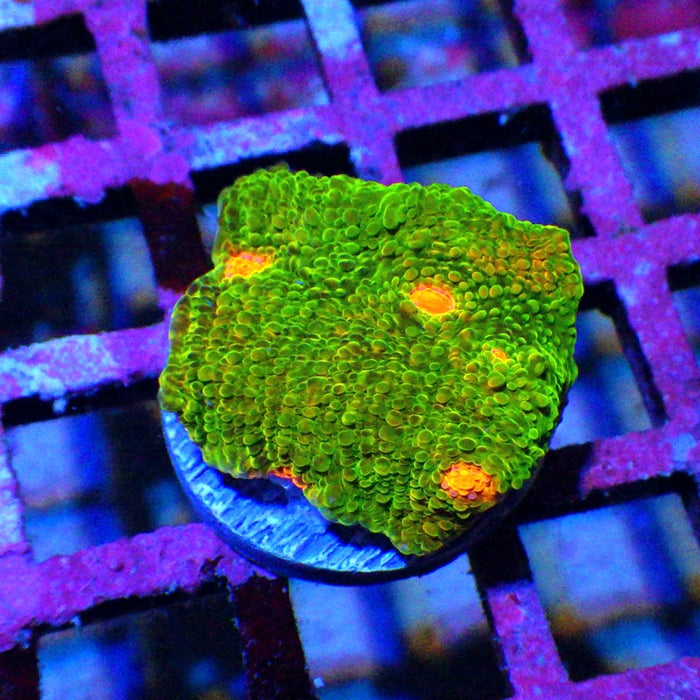 Green Red Eye Ausse Chalice