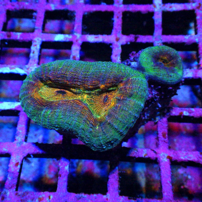 Lobophyllia