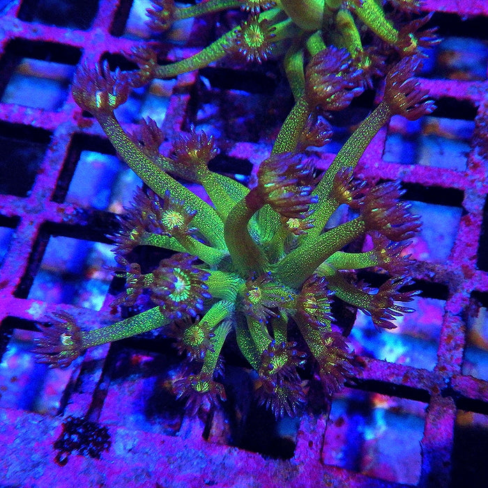 Ultra Glitter Goniopora โ Green-Orange 0127