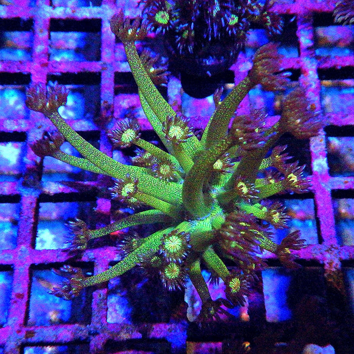 Ultra Glitter Goniopora โ Green-Orange 0123