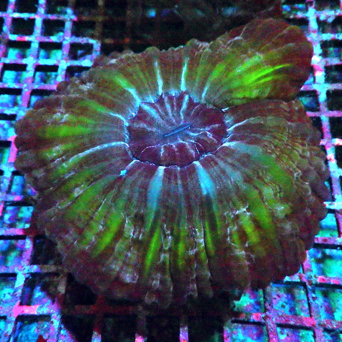 Indophyllia