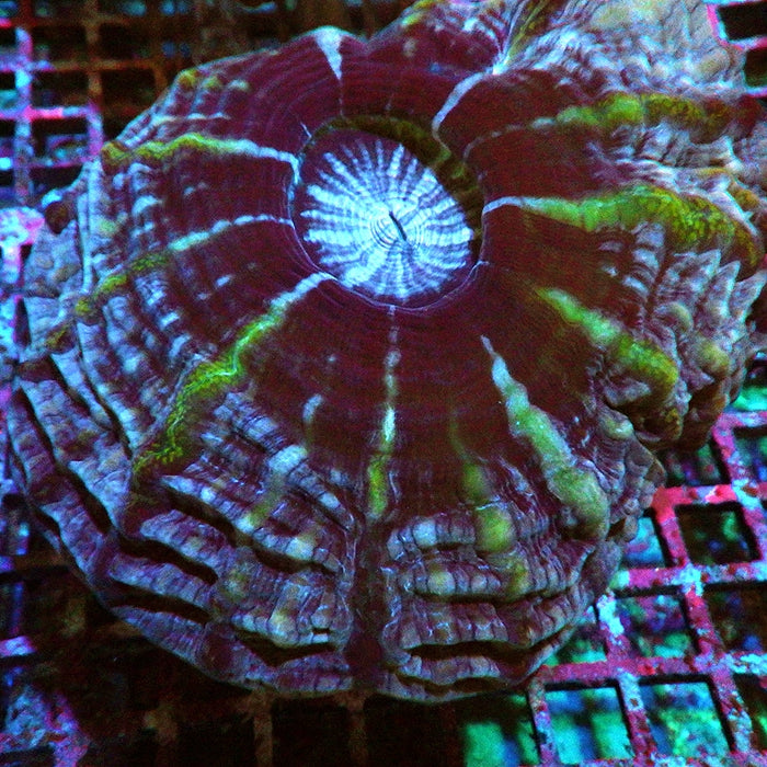 Indophyllia Ultra