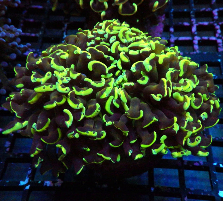 Euphyllia Gold Rainbow Wall Hammer