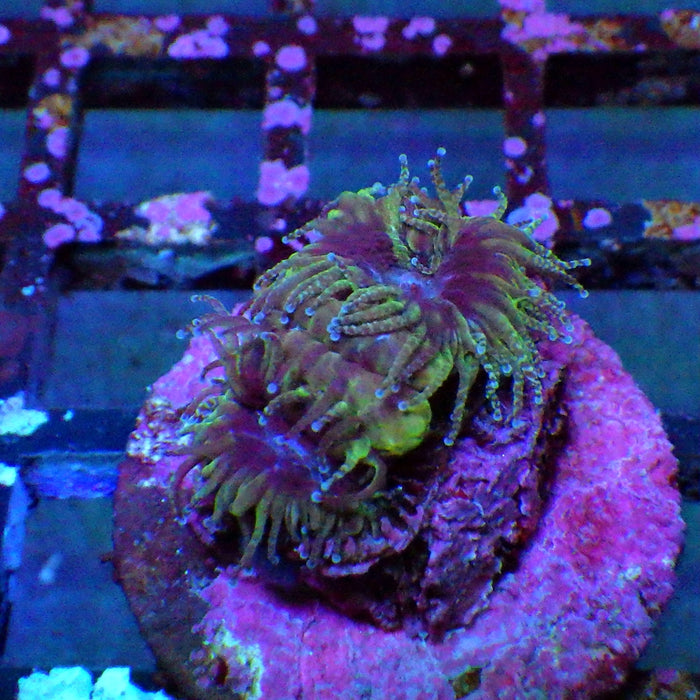 Acan Frag