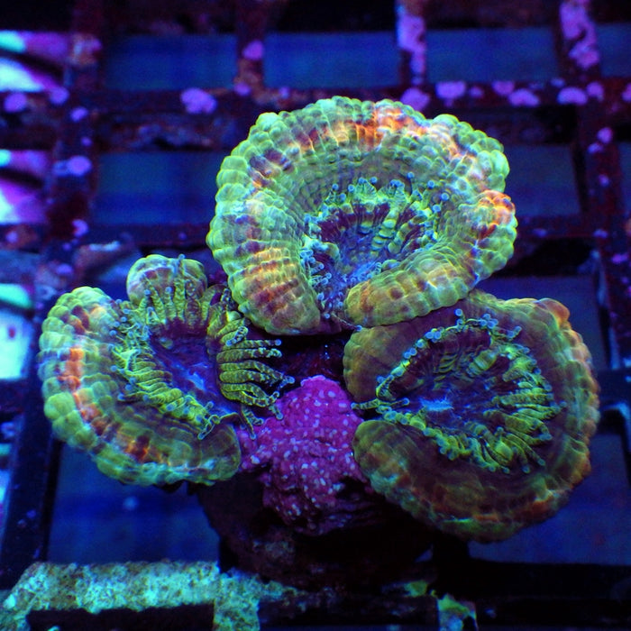 Acan Frag