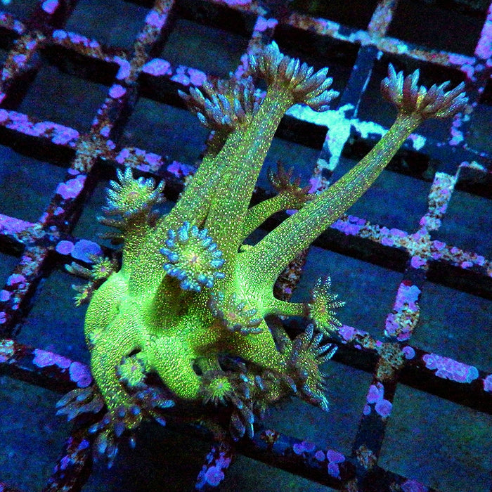 Ultra Glitter Goniopora โ Green-Orange 0126