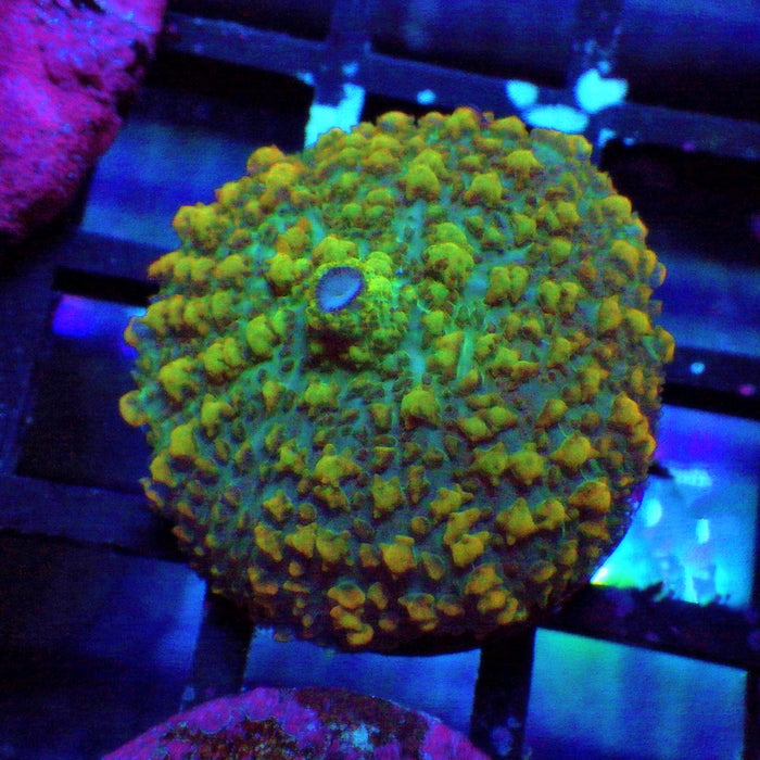 Rainbow Rhodactis