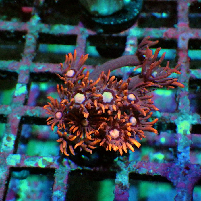 Goniopora Super Ultra 0039