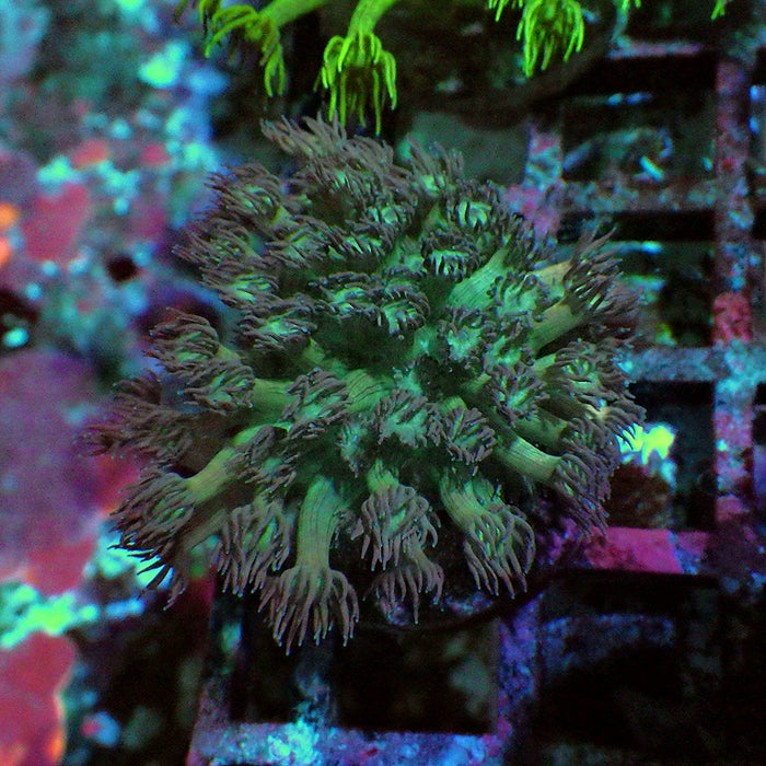Goniopora 0005