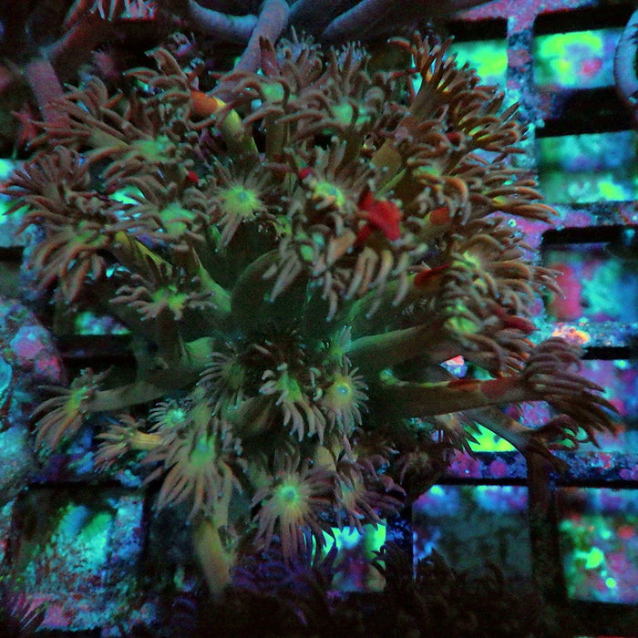 Goniopora Bright 0130
