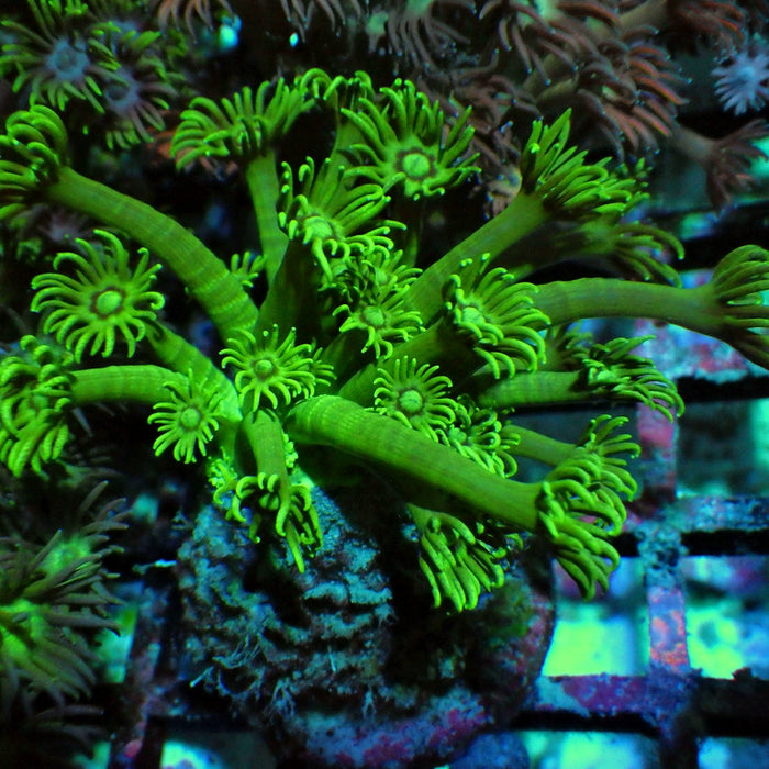 Goniopora 0059