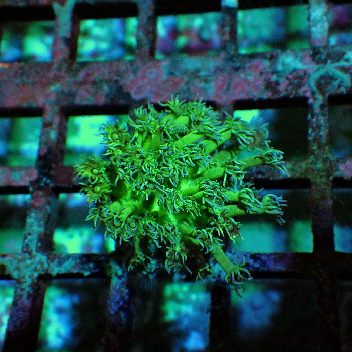 Goniopora 0156