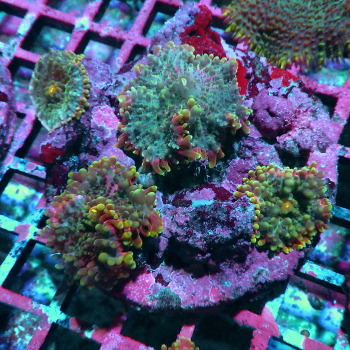 Ricordea Yuma Colony