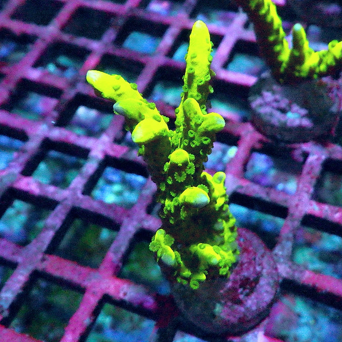Anacropora Mustard