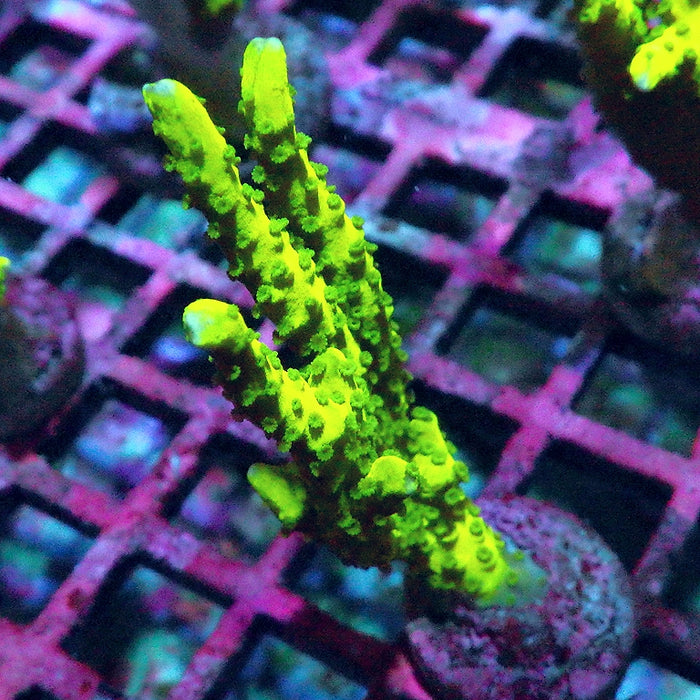 Anacropora Mustard