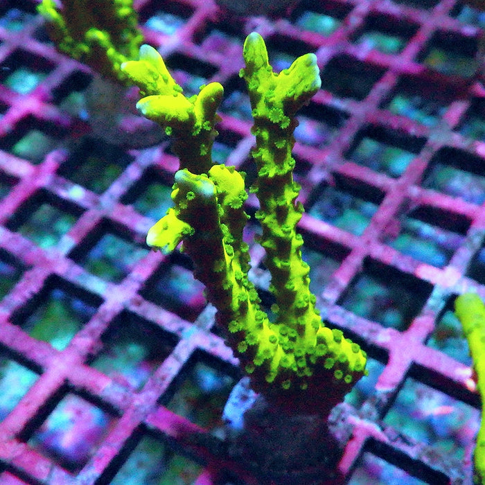 Anacropora Mustard