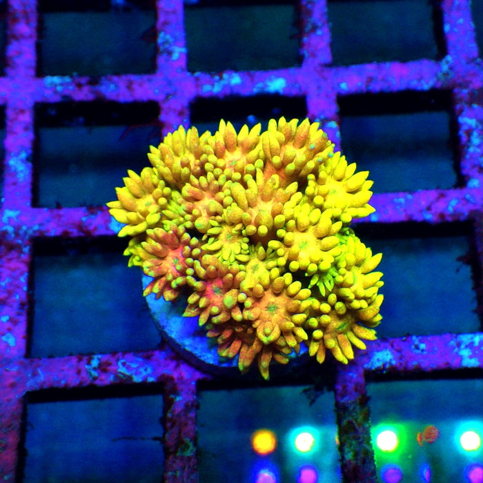 Goniopora Rainbow Super Ultra Grade