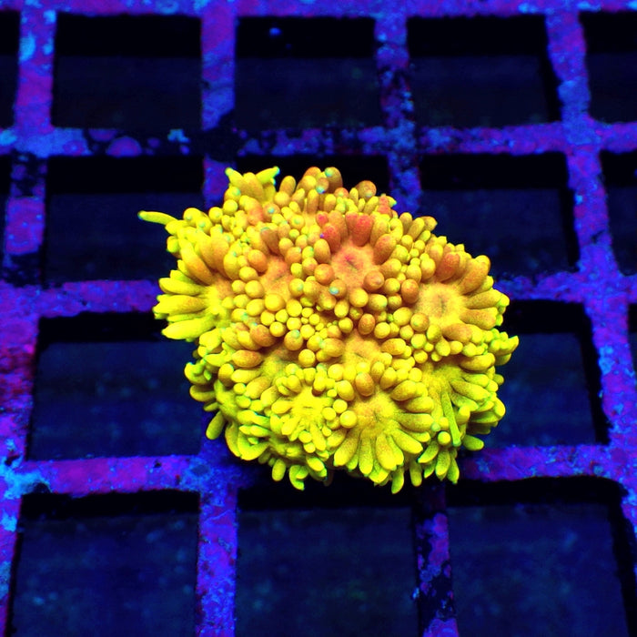 Goniopora Rainbow Super Ultra Grade