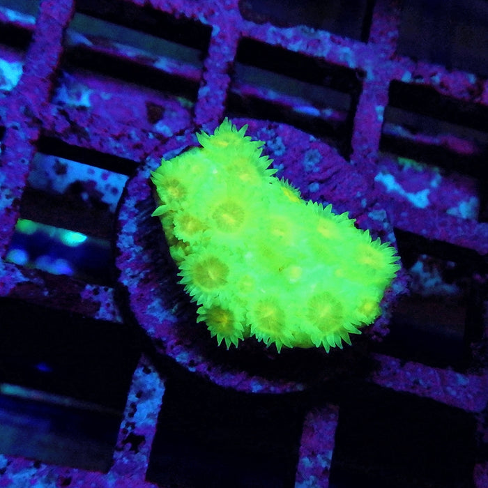 RAR Hybrid Goniopora 0121
