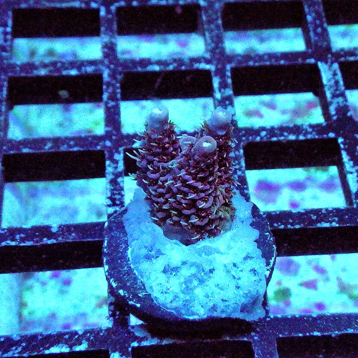 Millepora Purple Tricolor Ultra