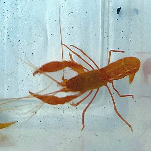 Golden Shrimp