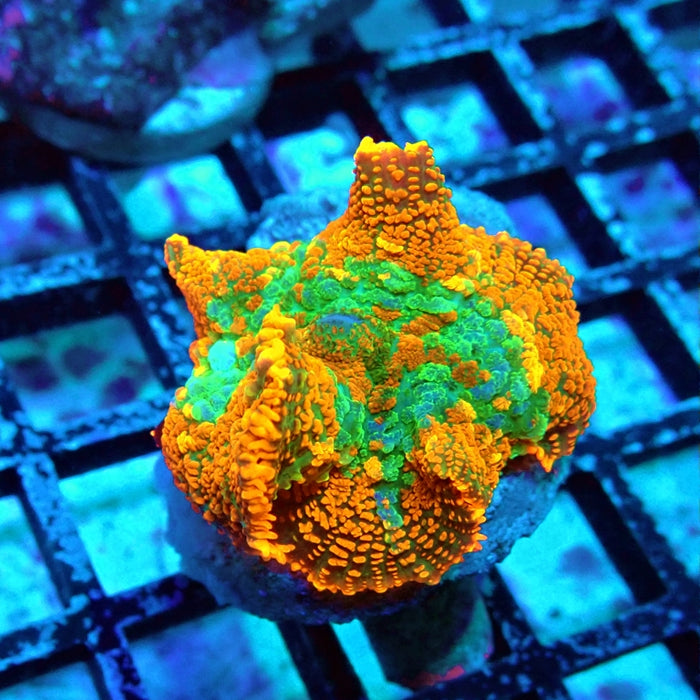 RAR Super Grade Rhodactis