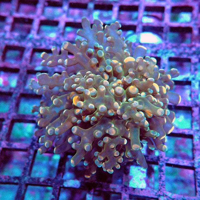 Euphyllia Frogspawn