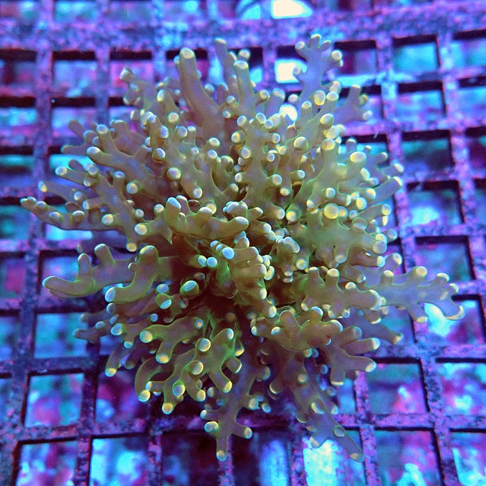 Euphyllia Frogspawn