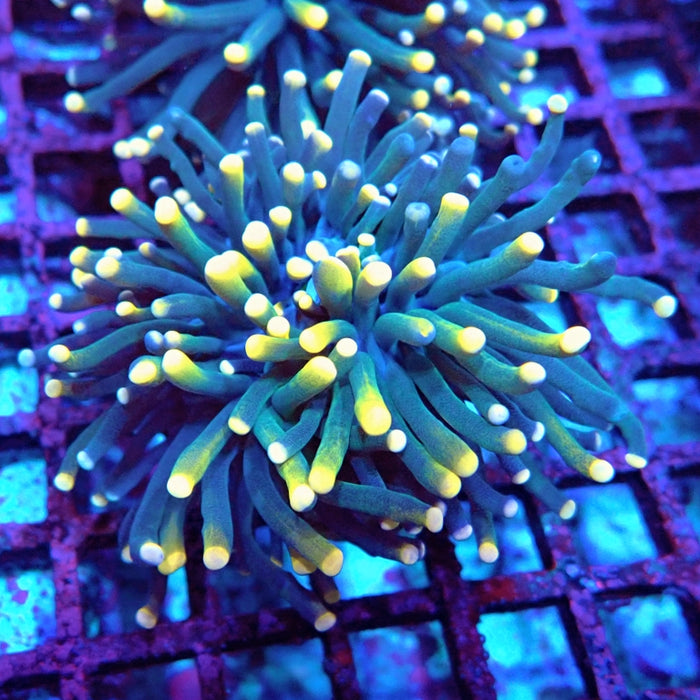Blue Orange Torch Unique